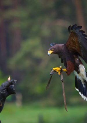 Colorado Springs Falconry at The Broadmoor