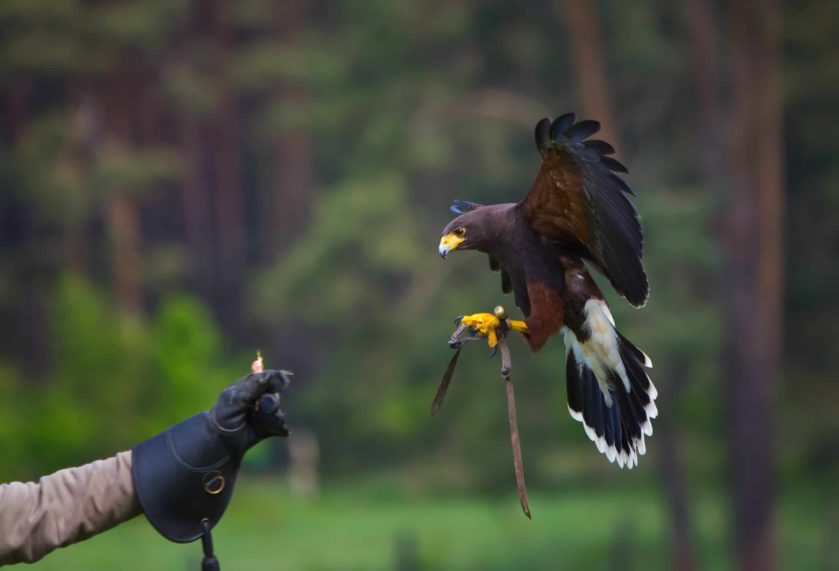 Colorado Springs Falconry at The Broadmoor