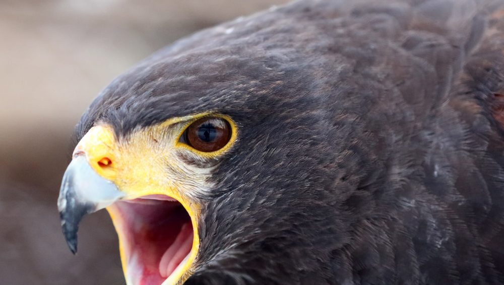 Harris Hawk at The Broadmoor