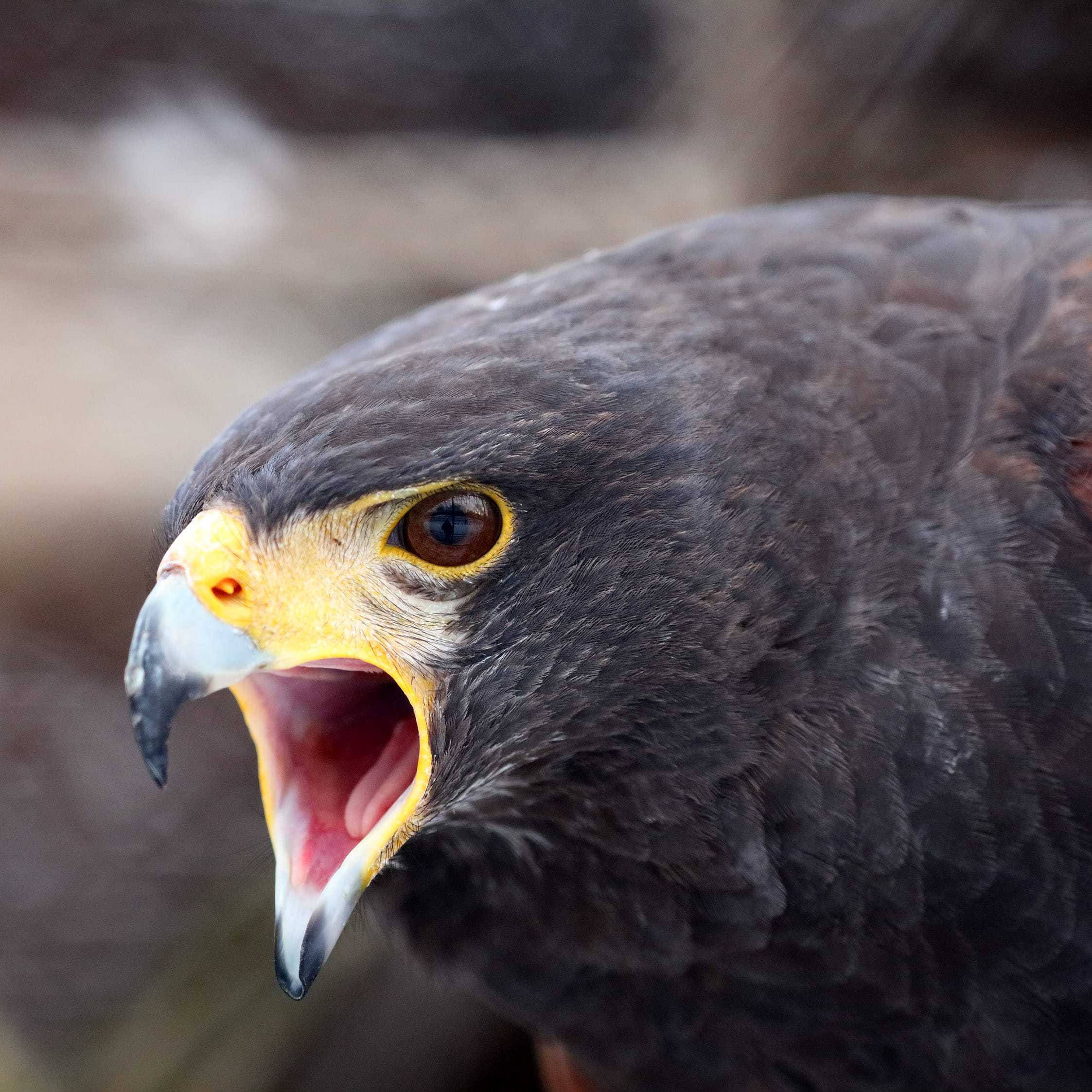 Harris Hawk at The Broadmoor