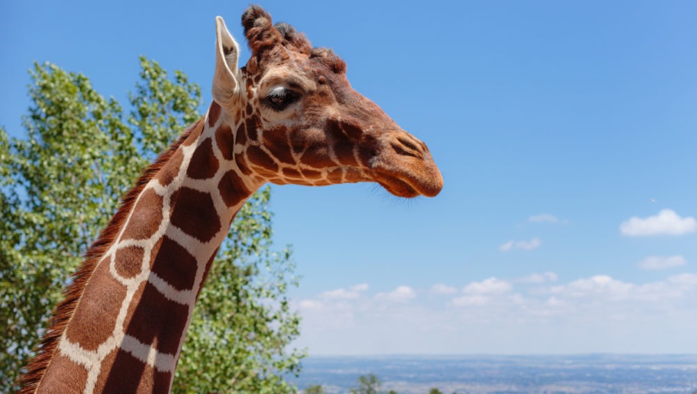 Giraffe feeding is a favorite at the Cheyenne Mountain Zoo