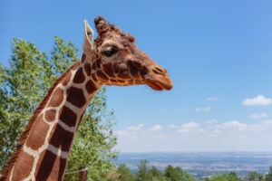 Giraffe feeding is a favorite at the Cheyenne Mountain Zoo