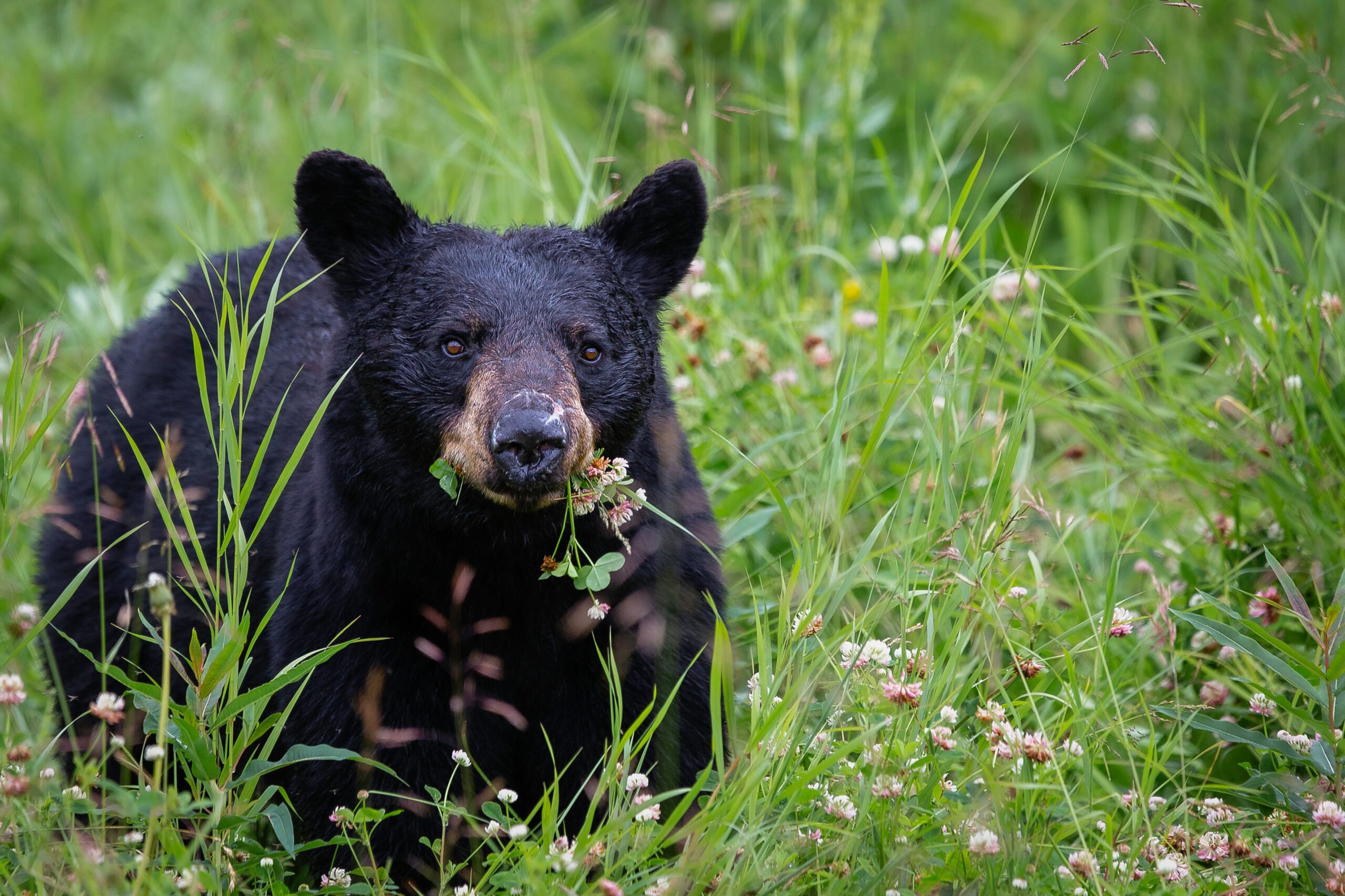where-to-see-wildlife-near-colorado-springs