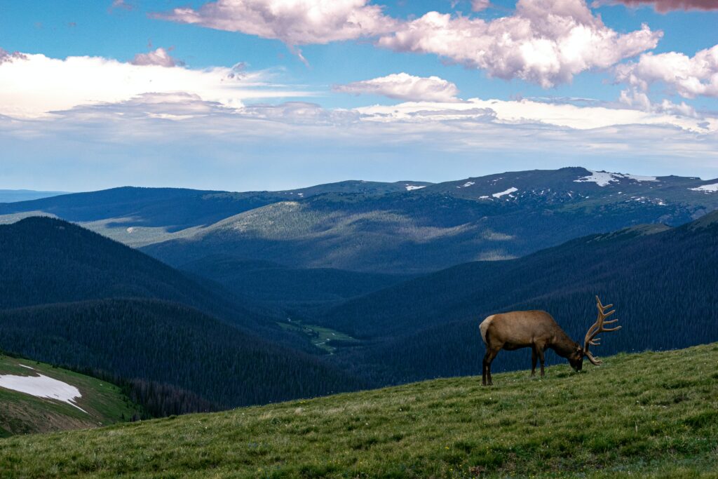 Image of elk eating grass on a hilly vista in historic colorado springs site national park