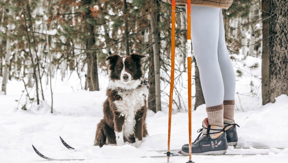 woman and dog cross country skiing in snow and trees