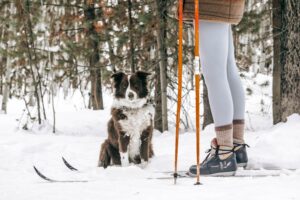 woman and dog cross country skiing in snow and trees