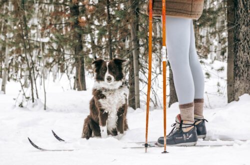 woman and dog cross country skiing in snow and trees