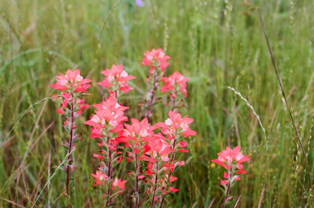 A Guide to Colorado's Spectacular Wildflower Season - 5280